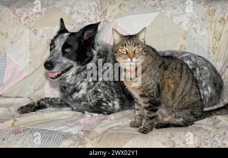 Old brown tabby cat sitting next to a back and white spotted dog on a couch Stock Photo