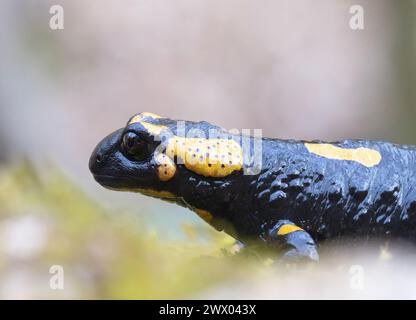 closeup of colorful fire salamander in natural habitat (Salamandra salamandra) Stock Photo
