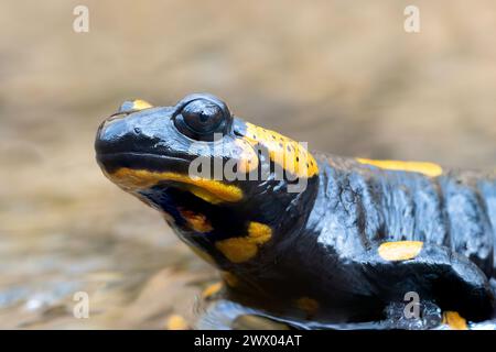 macro portrait of fire salamander (Salamandra salamandra) Stock Photo