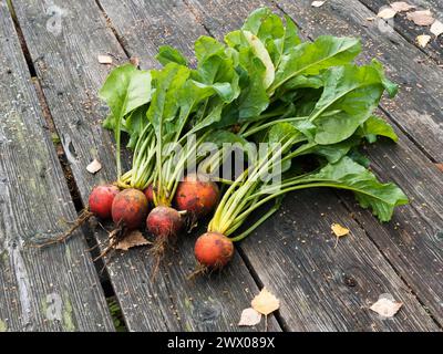 Freshly harvested golden yellow beetroot displayed on a vintage wooden table in Räfsnäs, Roslagen, Sweden. Stock Photo