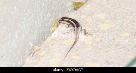 An African Striped Skink Trachylepis striata in South Africa sitting on the side of a textured wall, basking in the sunlight. In South Africa. Stock Photo