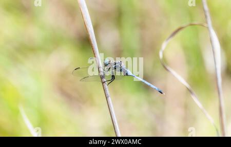 A blue bold skimmer Orthetrum stemmale dragonfly in South Africa is perched on a stick. The vibrant blue color of the dragonfly contrasts with the gre Stock Photo