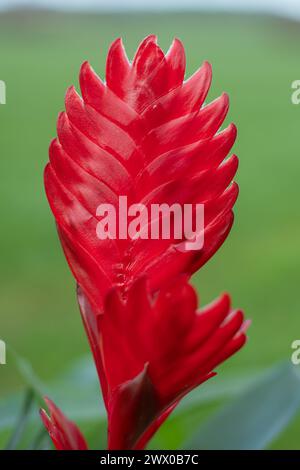 Close up of a vriesea cristiane flower in bloom Stock Photo