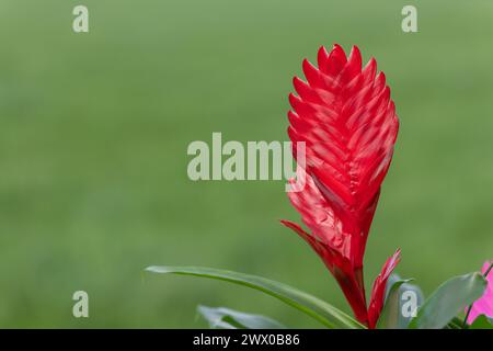 Close up of a vriesea cristiane flower in bloom Stock Photo