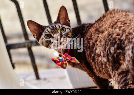 Tabby Devon Rex cat. Close up Stock Photo