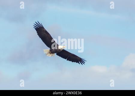 Bald Eagle in flight with blue sky and clouds in the background Stock Photo