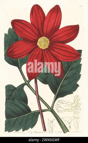 Garden dahlia, Dahlia pinnata. Crimson fertile-rayed dahlia, Dahlia superflua. Native to Mexico, introduced by Mary Stuart, Countess of Bute, wife of the ambassador to the Court of Spain. Handcoloured copperplate engraving by P.W. Smith after a botanical illustration by Sydenham Edwards from his own Botanical Register, J. Ridgeway, London, 1815. Stock Photo