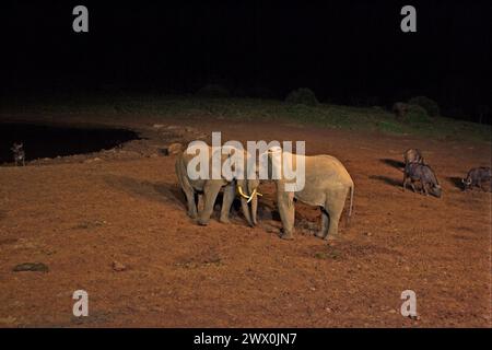 African elephants- elephant drinking at night in the water hole at Treetops Lodge Stock Photo