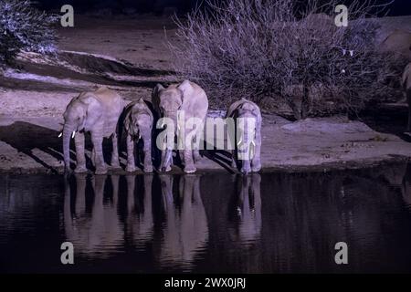 African elephants- elephant drinking at night in the water hole Stock Photo