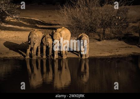 African elephants- elephant drinking at night in the water hole Stock Photo