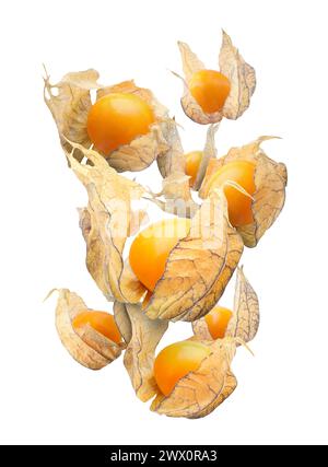 Ripe orange physalis fruits with calyx falling on white background Stock Photo