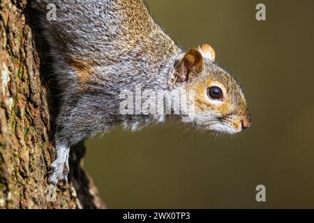Grey Squirrel, Sciurus carolinensis in a forest at winter Stock Photo