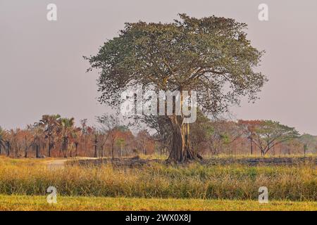 Single large old tropical tree standing in cultivated agricultural field farm meadow in northern Thailand Stock Photo