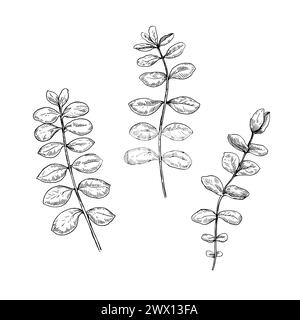 Eucalyptus branches. Isolated black and white design elements. Vector illustration. Stock Vector