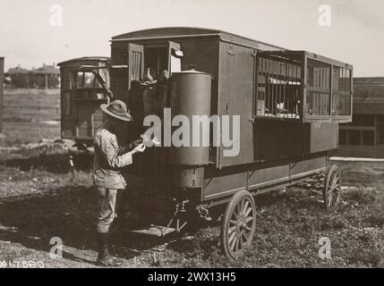 Pigeon Section, Signal Corps. Soldier handling a pigeon by a portable pigeon cage ca. probably 1917-1919 Stock Photo