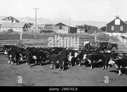 Herd of cattle with horses in a pen, buildings in the background ca. 1938 Stock Photo