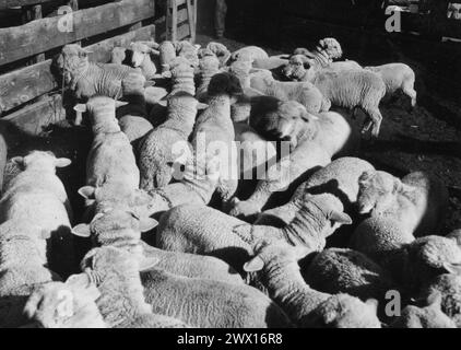 Herd of sheep in a pen on a Wyoming ranch ca. 1930s or 1940s Stock Photo