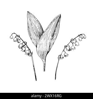 Lilly of the valley black and white illustration in vintage etching style isolated on white background. Vector illustration. Stock Vector