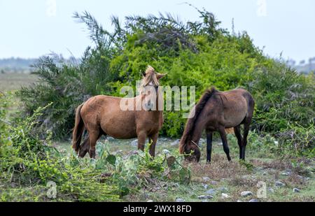 A pair of wild horses grazing on Delft island in the Jaffna region of northern Sri Lanka. Stock Photo