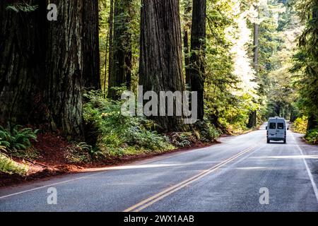 Van is dwarfed by big Redwood trees in Humboldt Redwoods State Park in California, USA. Stock Photo