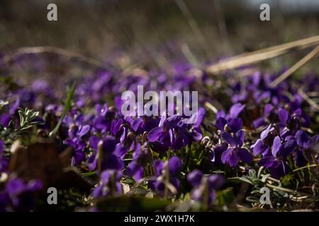 The fragrant violet Viola odorata blooms in the forest. The first spring flowers are waking up. Beautiful purple glades in the rays of the sun. Wild m Stock Photo