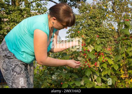 A woman in a village in the garden gathers ripe raspberries on the bushes Stock Photo