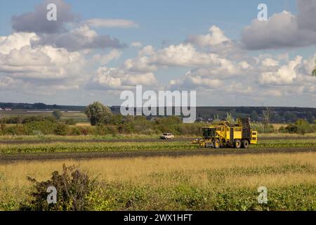 A yellow combine collects sugar beet in the fall in the field Stock Photo