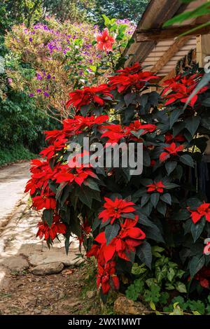 Flower Poinsettia (Euphorbia pulcherrima), commercially important flowering plant species of the diverse spurge family Euphorbiaceae. Magdalena depart Stock Photo