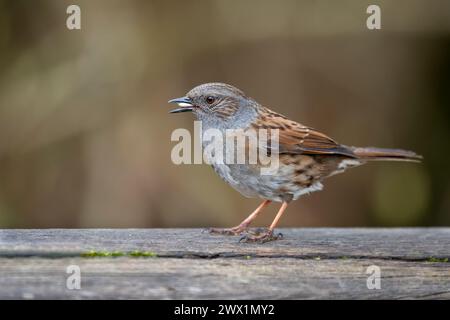 a close up portrait of a dunnock, Prunella modularis. Also known as a hedge sparrow it has seed in its beak Stock Photo