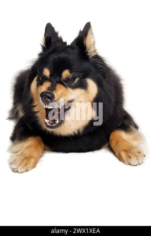 Angry Finnish Lapphund dog resting. Isolated on a white background Stock Photo