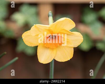 A close up of a single flower of the orange yellow daffodil Narcissus 'Kedron' Stock Photo