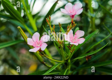 Oleander, any of the ornamental evergreen shrubs of the genus Nerium. Oleander is an evergreen shrub with thick and pointy leaves arranged in pairs or Stock Photo