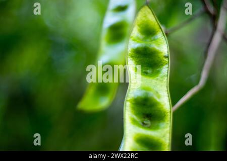 The most powerful medicinal leaves, trees, fruits, seeds, etc. Kassod, Ironwood Cassia, Siris tree, Mimosa, Forest siris, and Mjohoro here in Tanzania Stock Photo