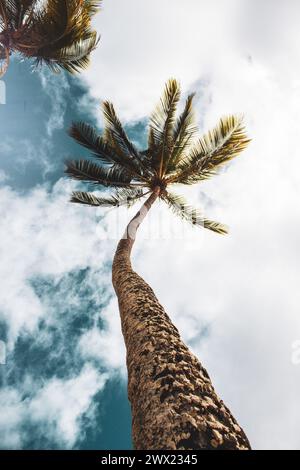 Low angle view of a palm tree silhouette against a cloudy sky Stock Photo