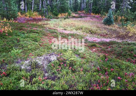 A scenic view of an alpine tundra or alpine meadow in the fall with colorful autumn plants and bushes Stock Photo