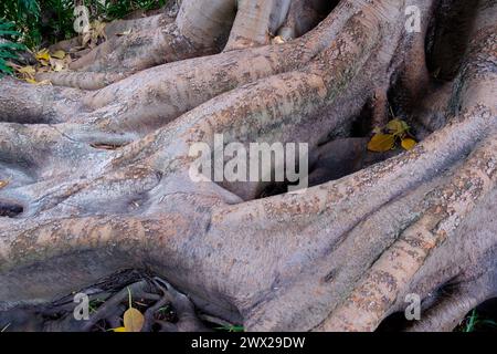 Tree roots at the Huntington Library and Botanical Gardens, Pasadena area, San Marino, California, USA. Stock Photo