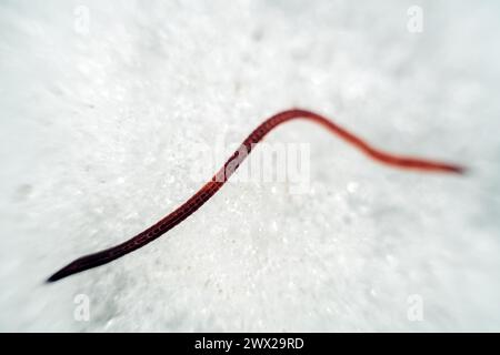 A dung worm Eisenia crawls through the snow. These worms are very tenacious and wake up early in the spring. Macro Stock Photo