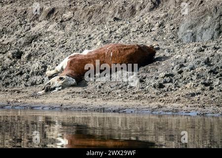 Livestock deaths, loss of cattle. A young bull or cow died on the ...