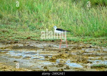 Black-winged stilt (Himantopus himantopus) alarms about nest, mobbing response. Typical habitat of stilt with saltworts in shallow saline water bodies Stock Photo