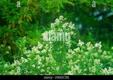 Botany and flora. The xero-mesophyte shrub European privet (Ligustrum vulgare) blooms in the steppe forest belt. Crimea Stock Photo