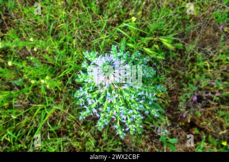 Bugloss, echium (Echium biebersteinii). Dry steppe with intensive grazing of cattle and sheep, but this plant is not eaten because it is highly poison Stock Photo