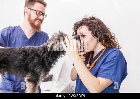 two veterinary doctors, man and woman doing medical examination on a small dog puppy in the consultation. Stock Photo