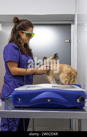 Female veterinary physiotherapist applying care to a dog with an ultrasound machine Stock Photo