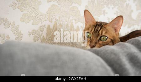 The cat is behind the sofa in the living room. Copy space. Stock Photo