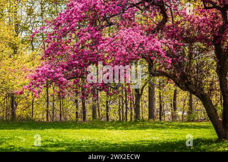 A Japanese Crabapple Tree in Full Bloom in spring time Stock Photo