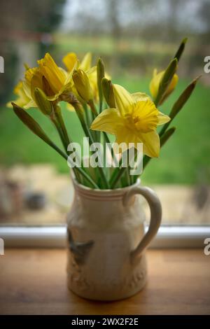 daffodils in a jug Stock Photo