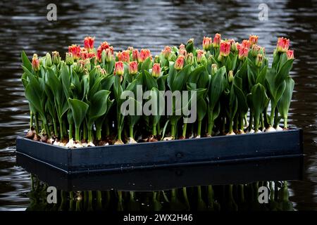 AMSTERDAM - Rafts full of tulips are launched in the pond in the Vondelpark as part of the tenth edition of the Tulp Festival Amsterdam. During this festival, tens of thousands of tulips bloom throughout the Amsterdam districts. ANP RAMON VAN FLYMEN netherlands out - belgium out Stock Photo