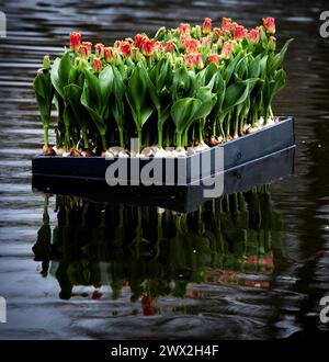 AMSTERDAM - Rafts full of tulips are launched in the pond in the Vondelpark as part of the tenth edition of the Tulp Festival Amsterdam. During this festival, tens of thousands of tulips bloom throughout the Amsterdam districts. ANP RAMON VAN FLYMEN netherlands out - belgium out Stock Photo