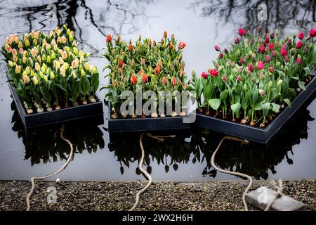 AMSTERDAM - Rafts full of tulips are launched in the pond in the Vondelpark as part of the tenth edition of the Tulp Festival Amsterdam. During this festival, tens of thousands of tulips bloom throughout the Amsterdam districts. ANP RAMON VAN FLYMEN netherlands out - belgium out Stock Photo