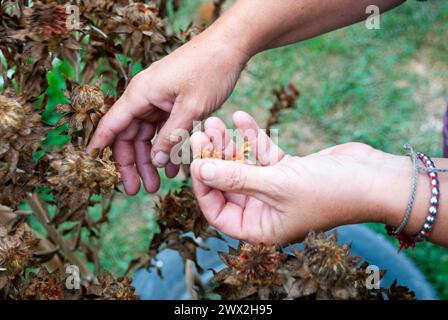 collecting seeds during the fall of plants and flowers Stock Photo